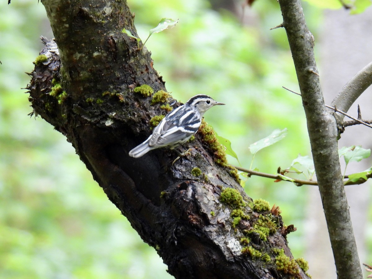 Black-and-white Warbler - Jeanne Tucker