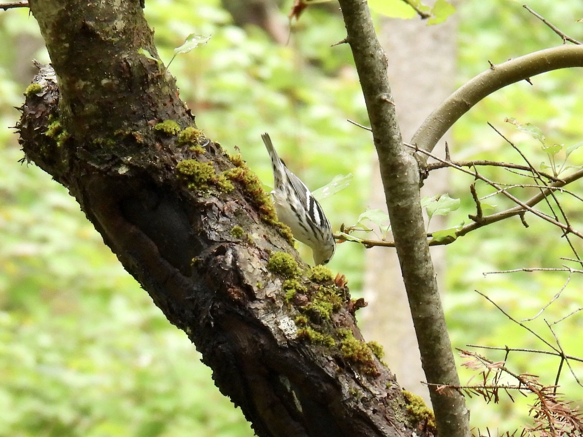 Black-and-white Warbler - Jeanne Tucker