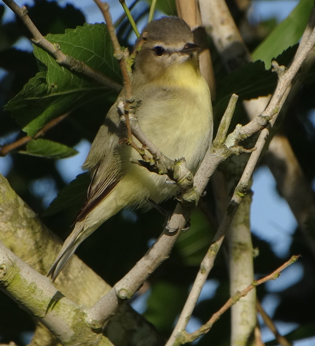 Philadelphia Vireo - ML363478511