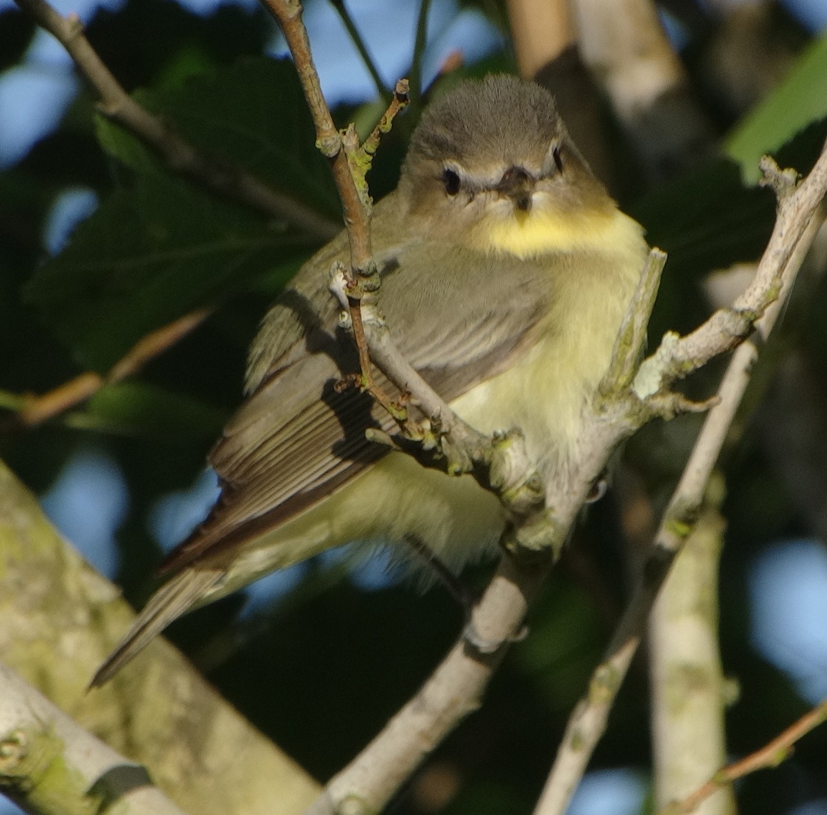 Philadelphia Vireo - ML363478581