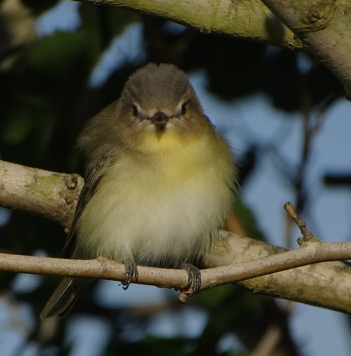 Philadelphia Vireo - Daniel Lane