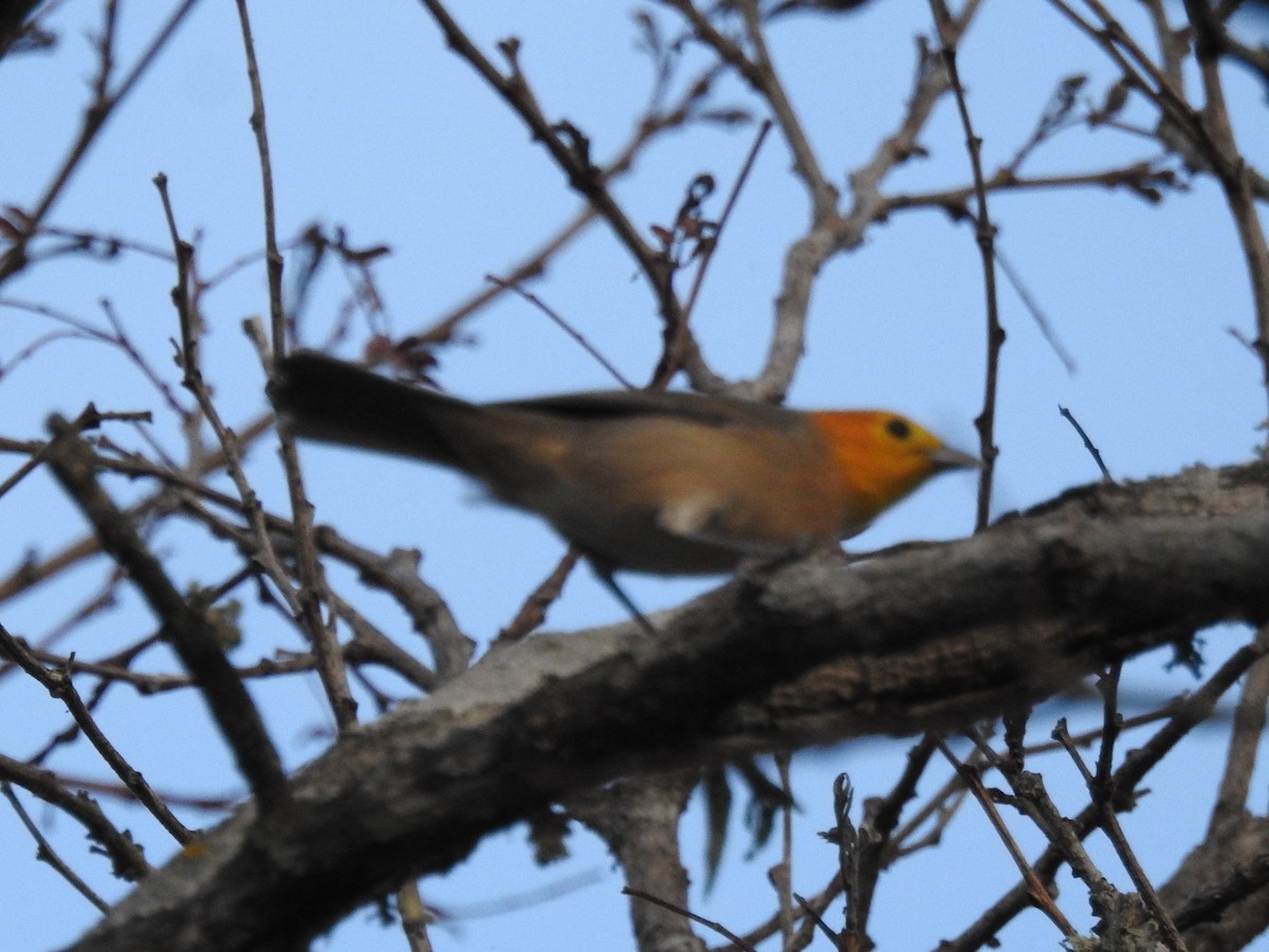 Orange-headed Tanager - Patricio Ramírez Llorens