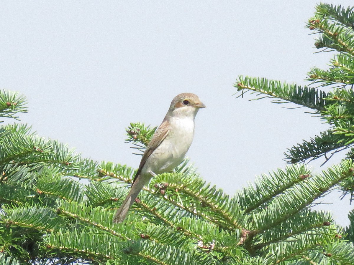 Улбар нуруут дунхай - ML36348141