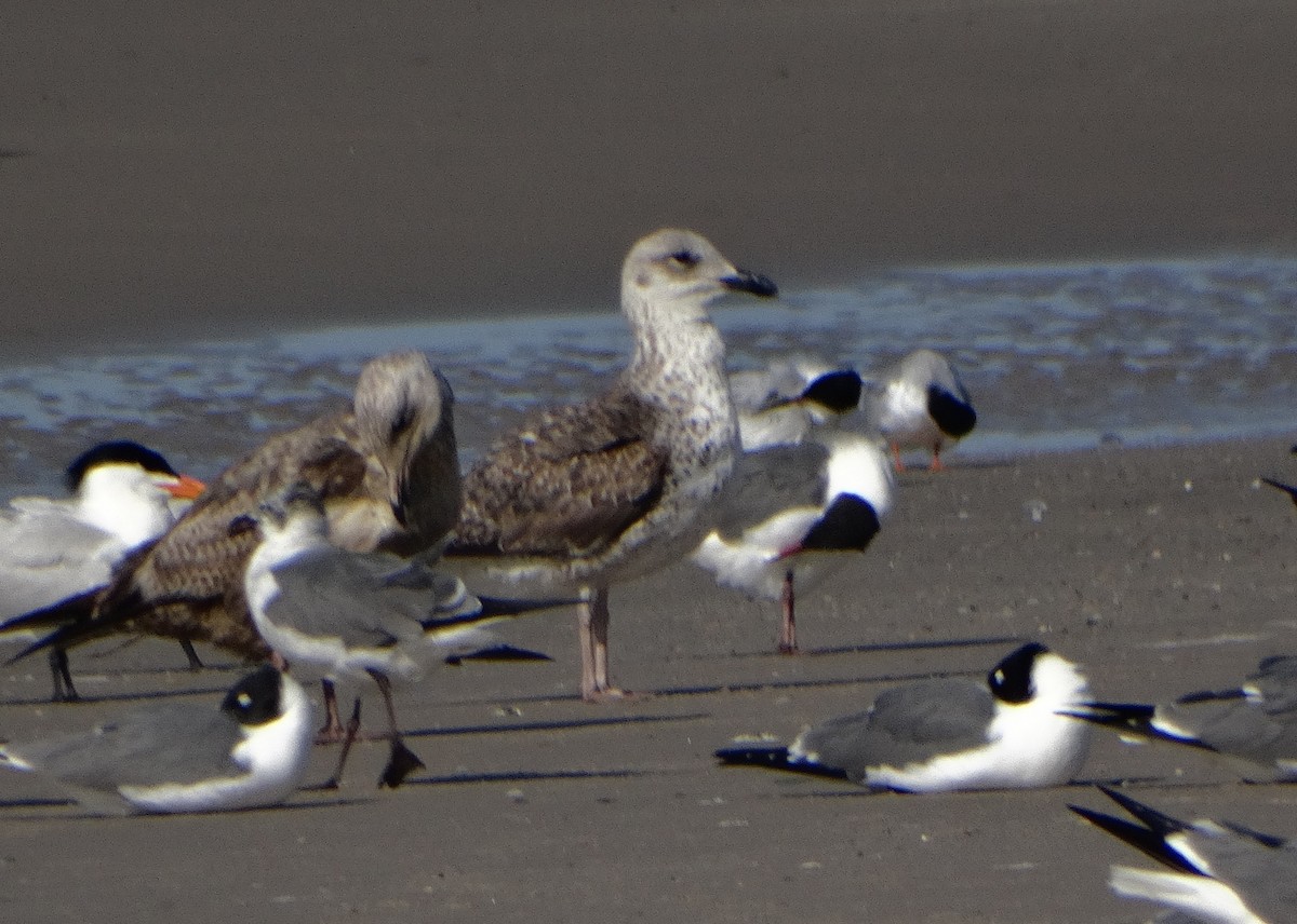 Lesser Black-backed Gull - Daniel Lane