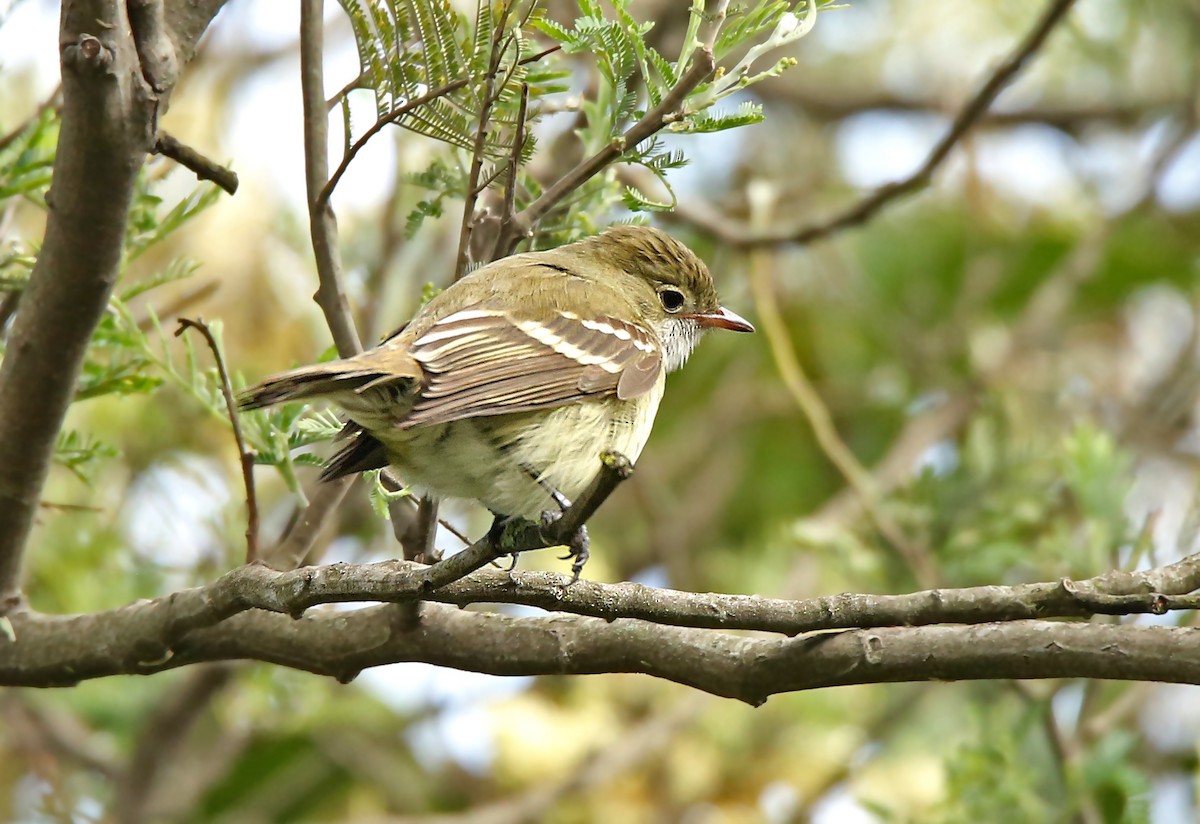Small-billed Elaenia - Roger Ahlman