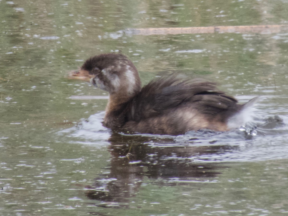 Pied-billed Grebe - ML363483461