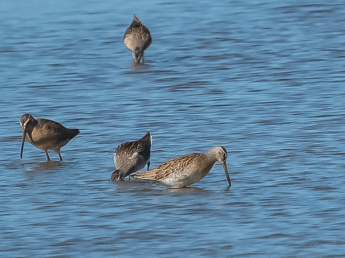 Short-billed Dowitcher - ML363484571