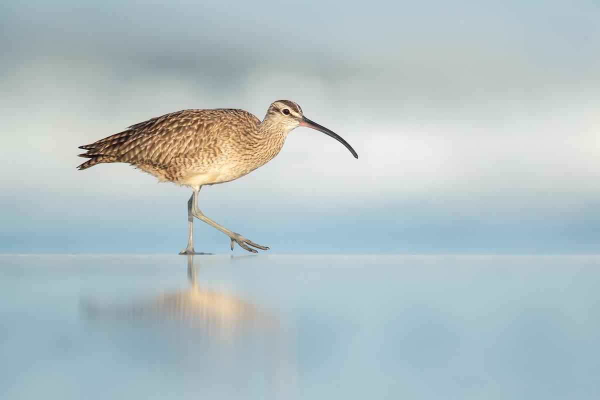 Whimbrel - ML363485301