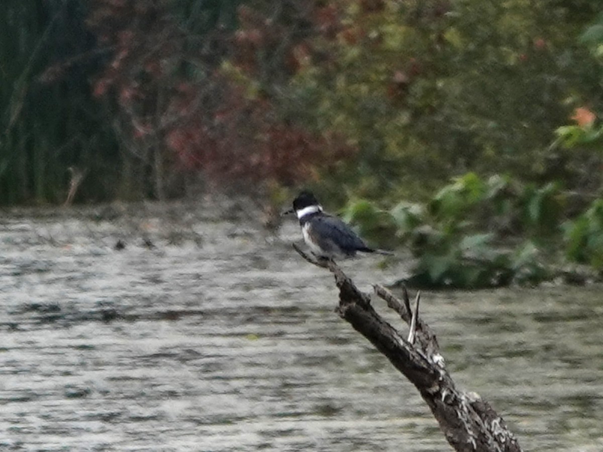 Belted Kingfisher - ML363486761
