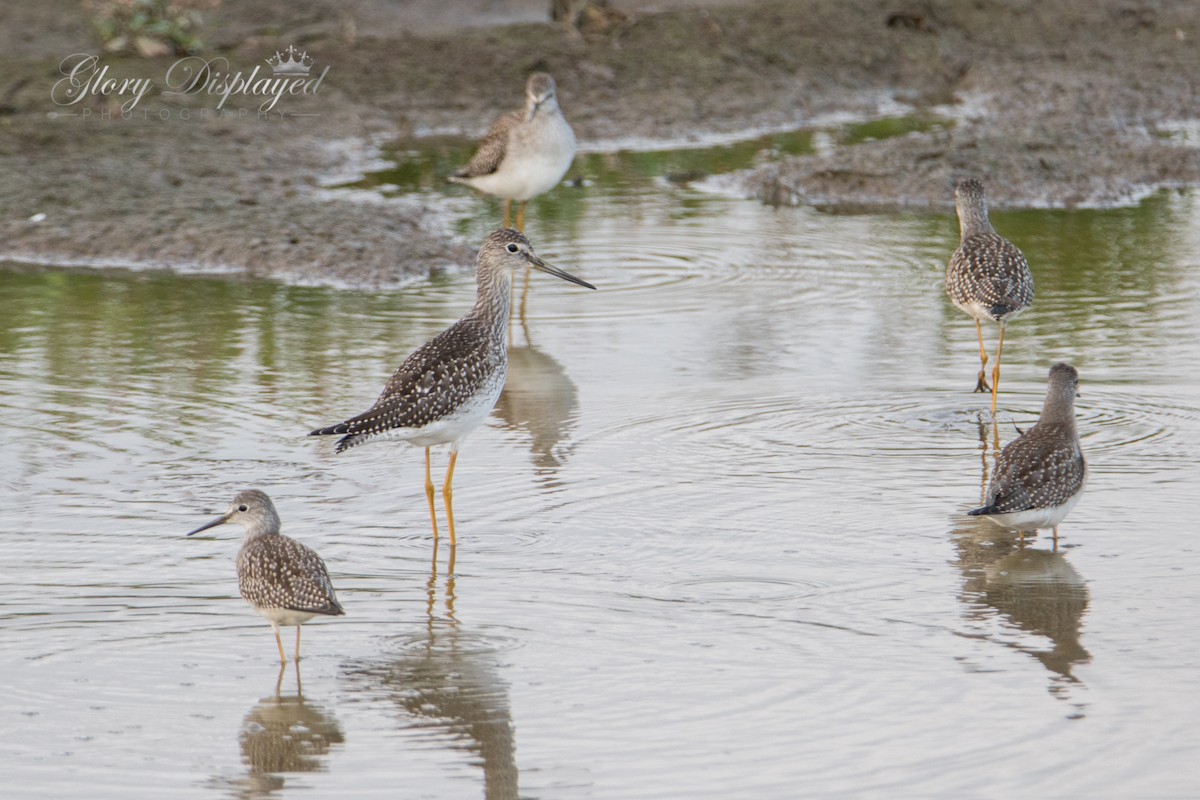 Greater Yellowlegs - ML363486991