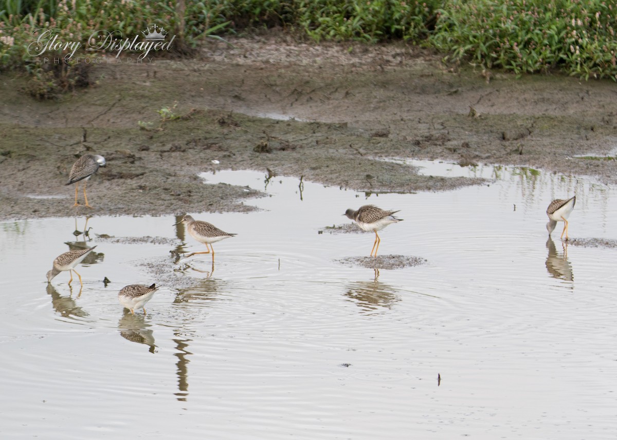 Greater Yellowlegs - ML363487051