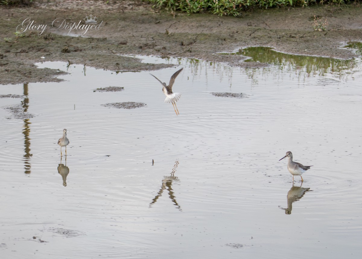 Lesser Yellowlegs - ML363487131