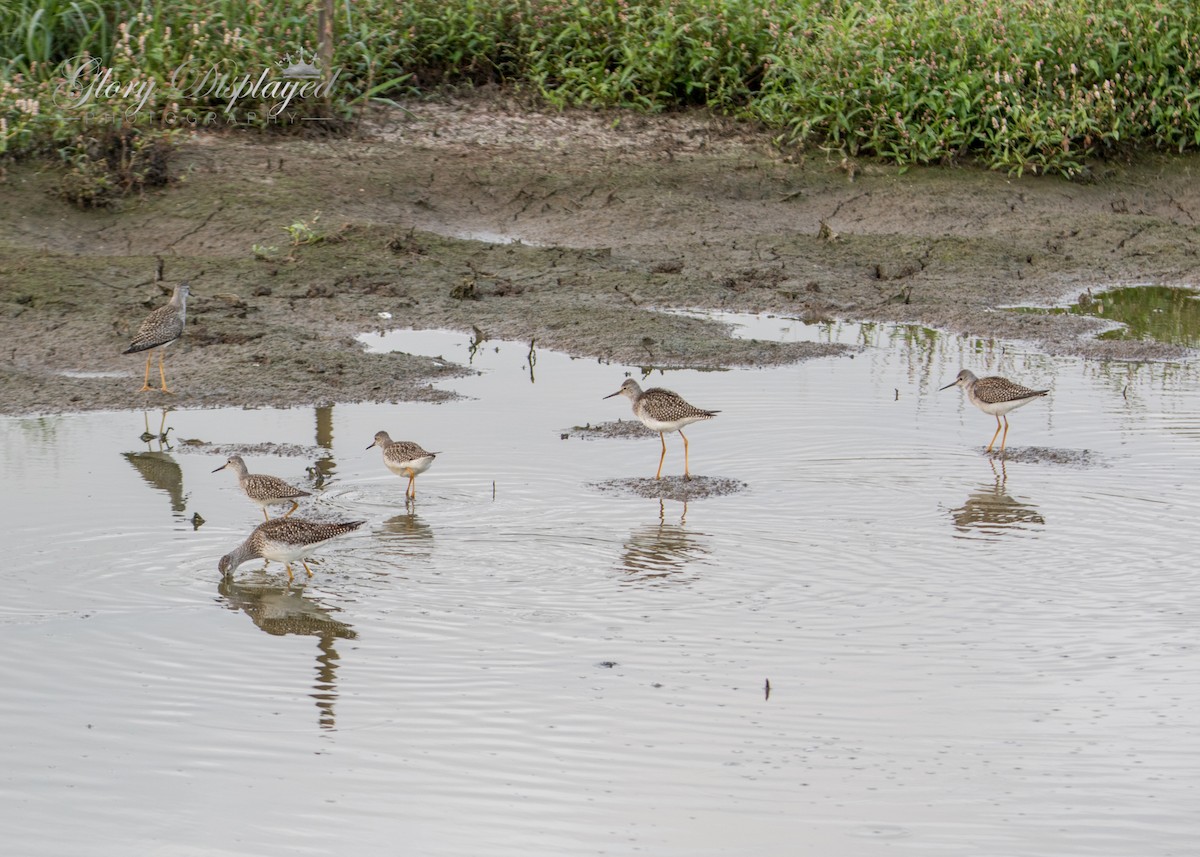 Lesser Yellowlegs - ML363487241