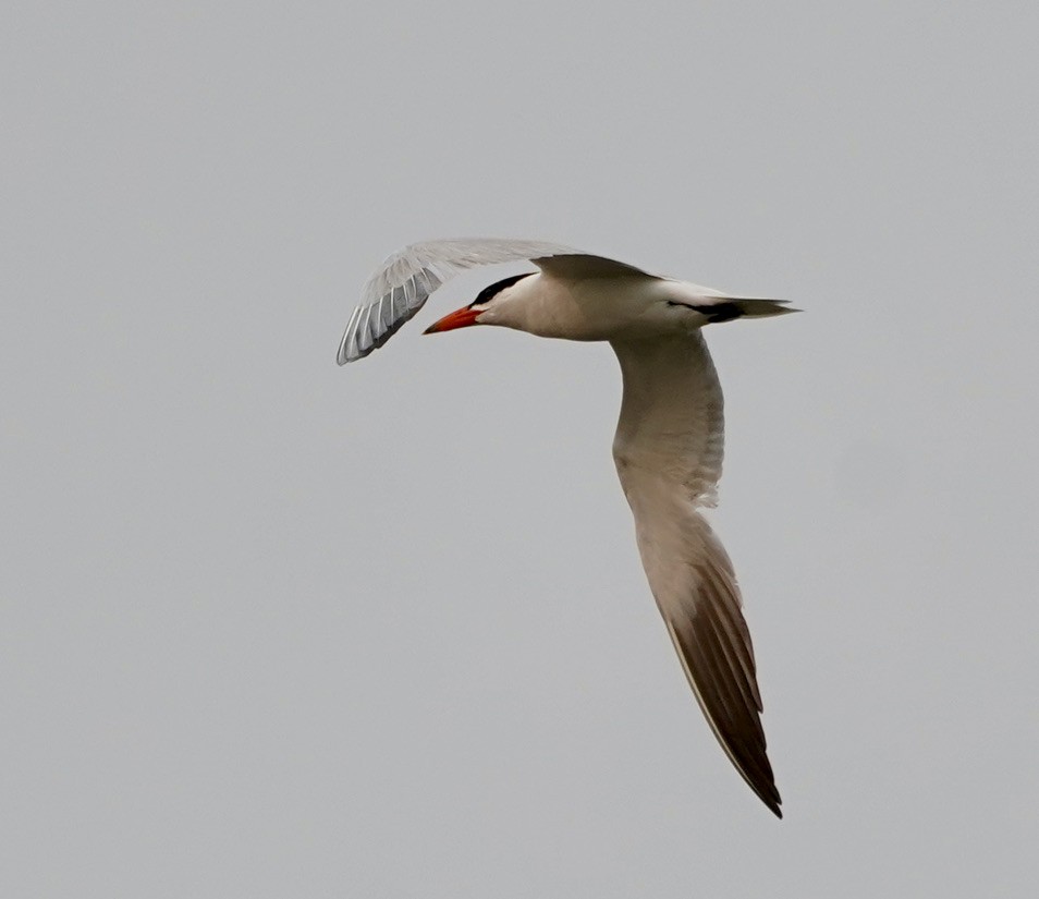 Caspian Tern - Ken Lillis