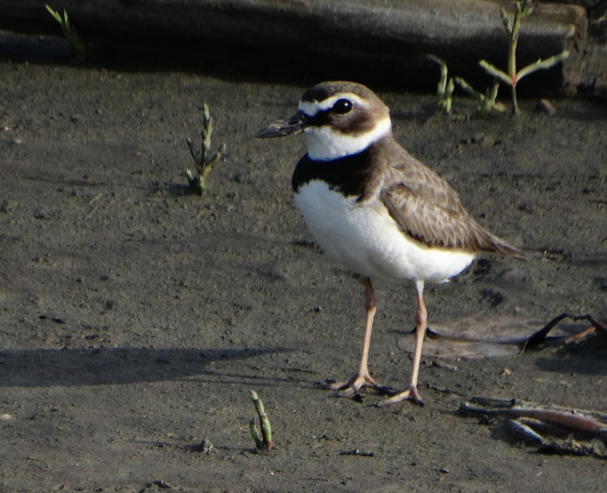 Wilson's Plover - ML363487941