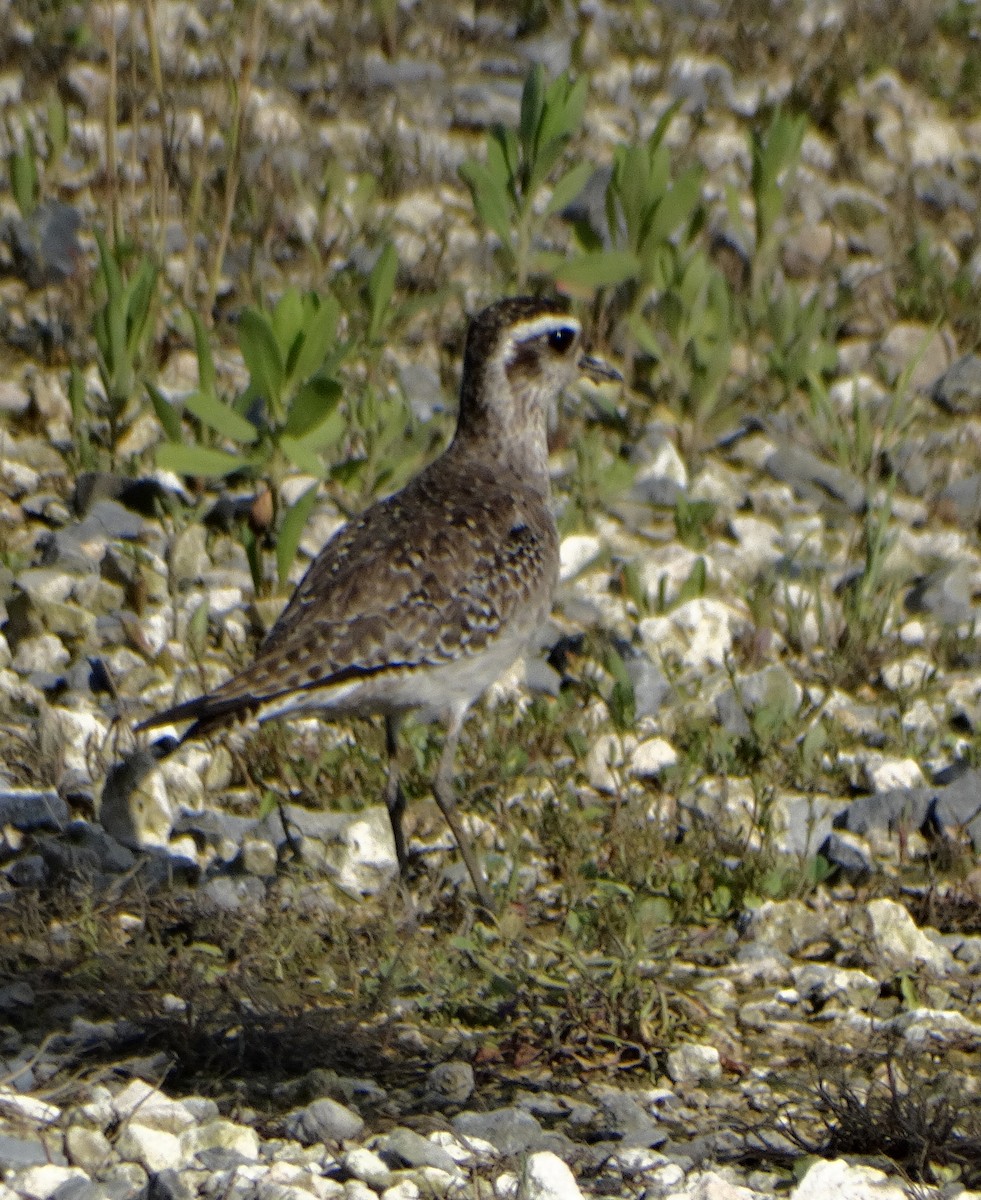 American Golden-Plover - ML363487981