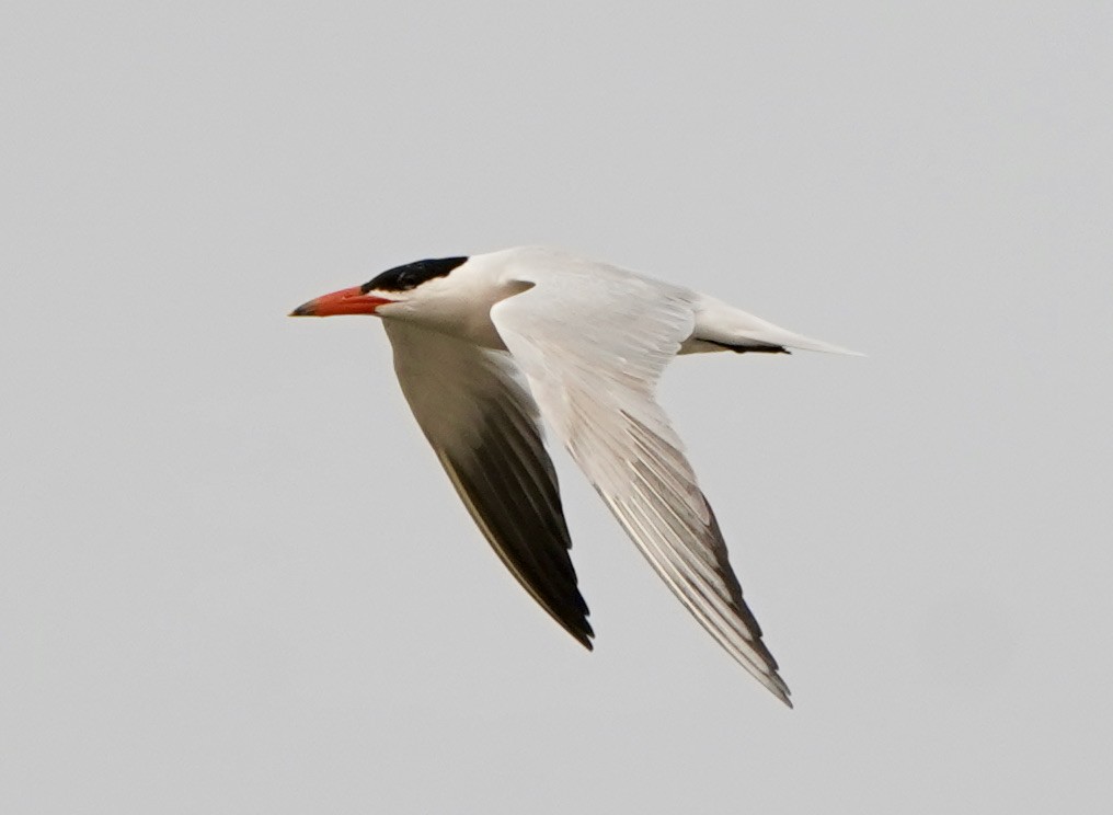 Caspian Tern - Ken Lillis