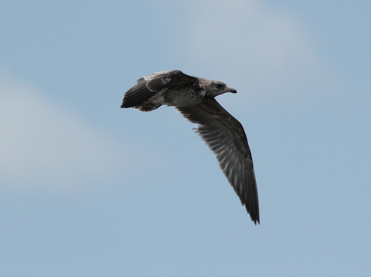 California Gull - ML363488971