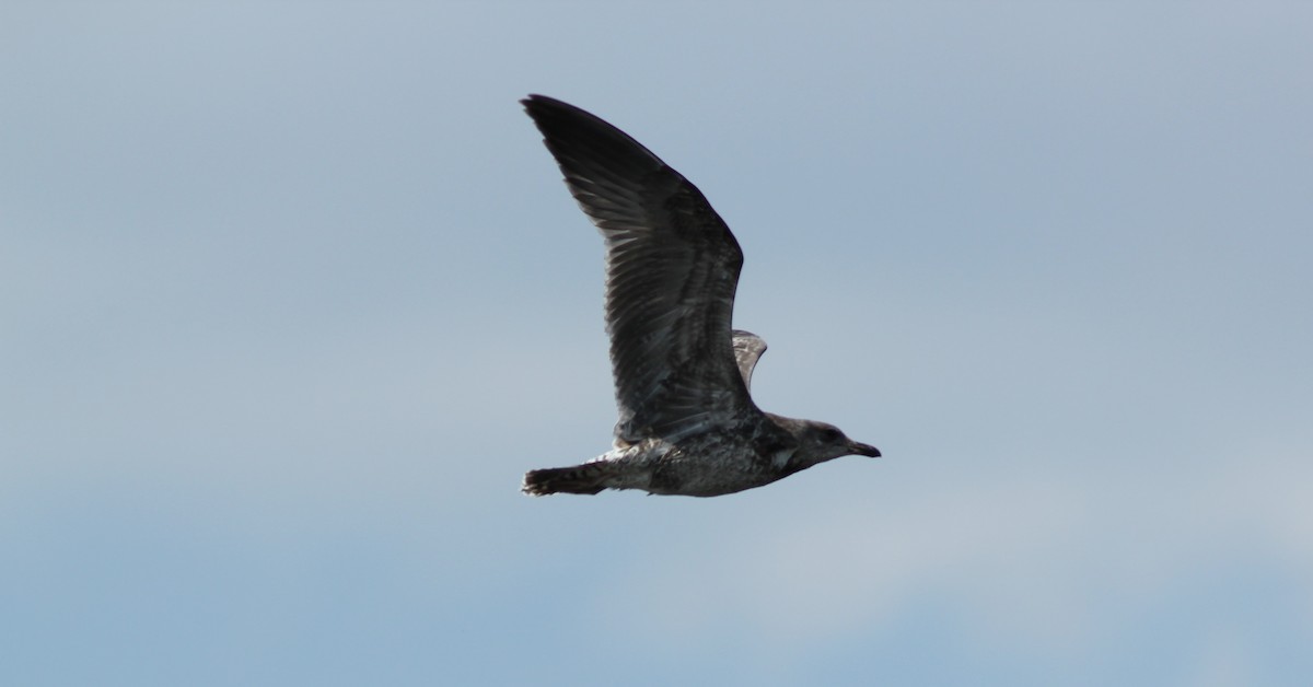 California Gull - ML363488981