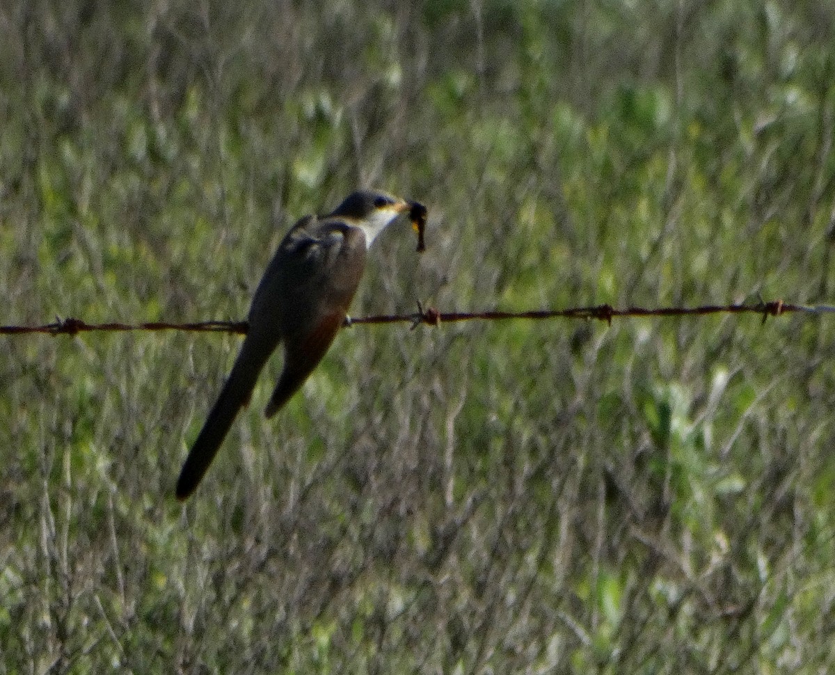 Yellow-billed Cuckoo - ML363490231