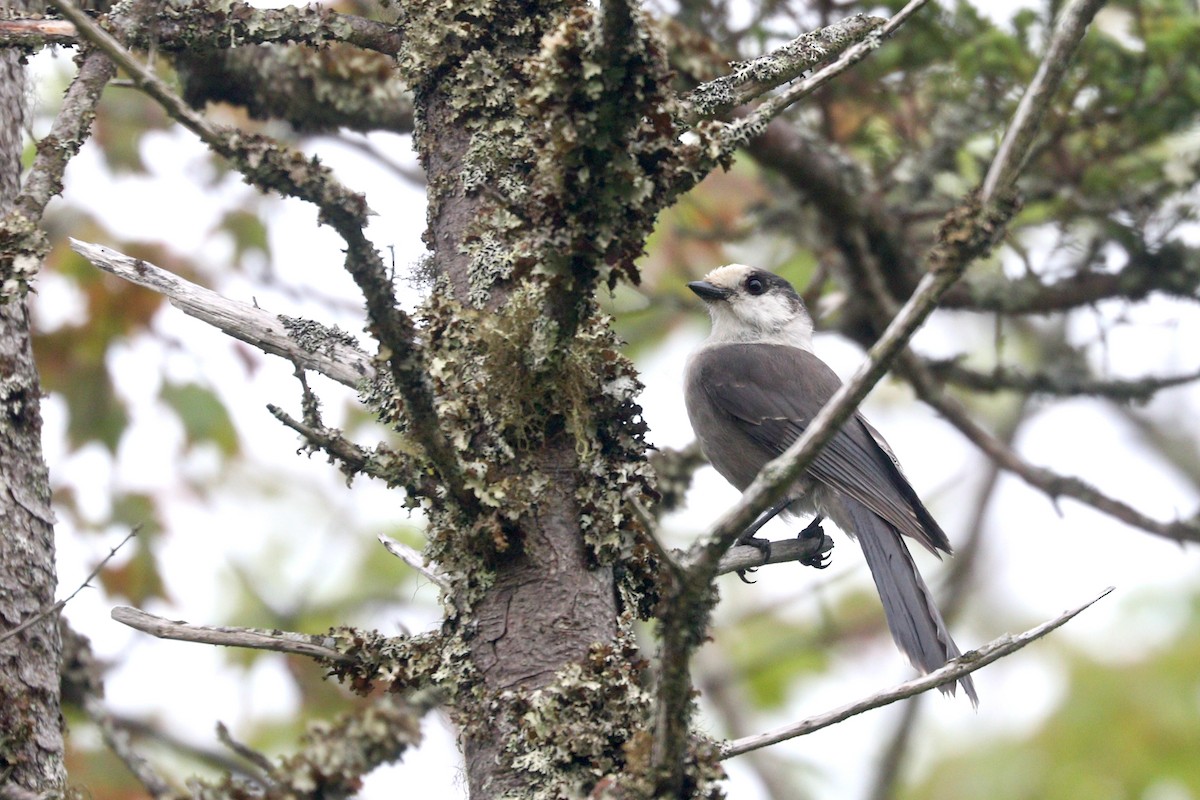 Canada Jay - Aaron Marshall