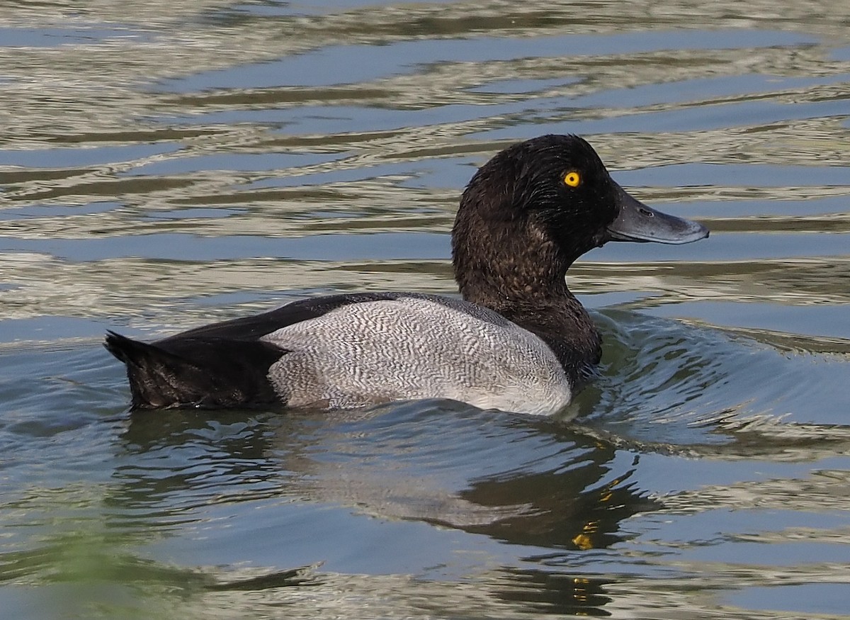 Greater Scaup - ML363494291