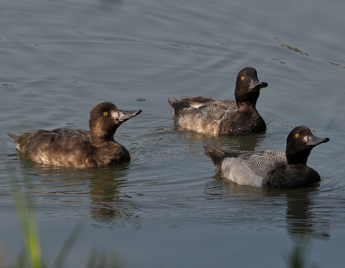 Greater Scaup - ML363494351