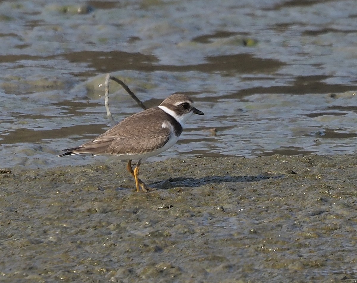 Semipalmated Plover - ML363494391
