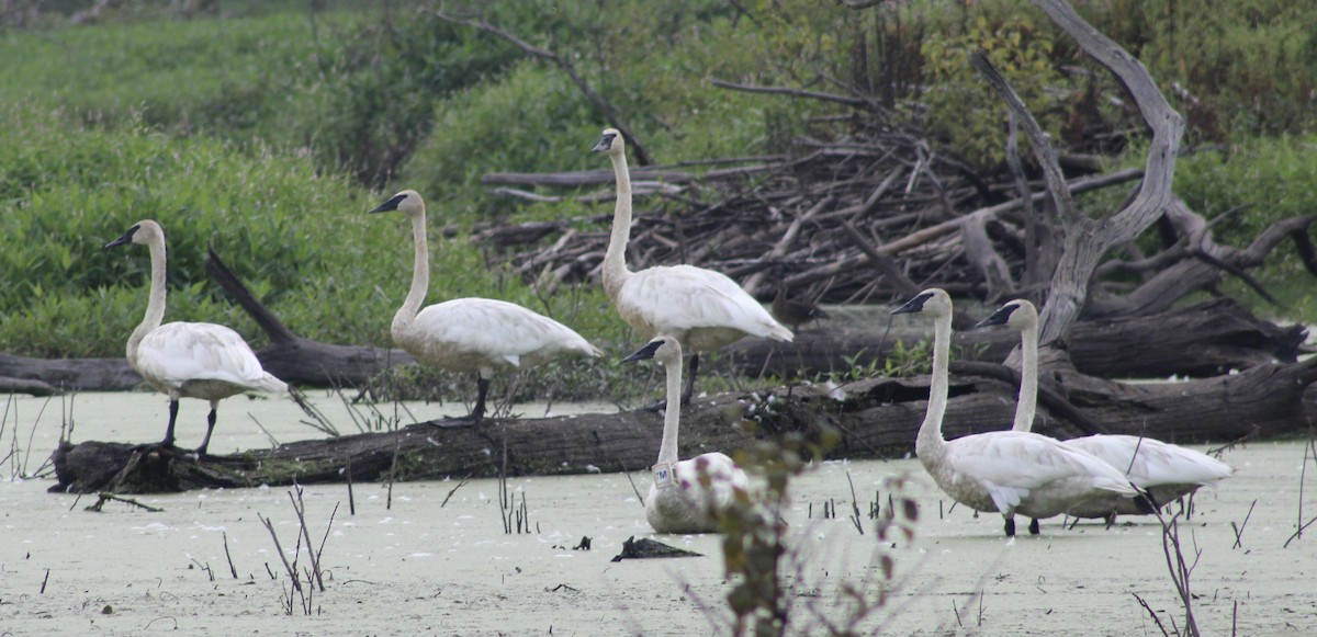 Cygne trompette - ML363495031