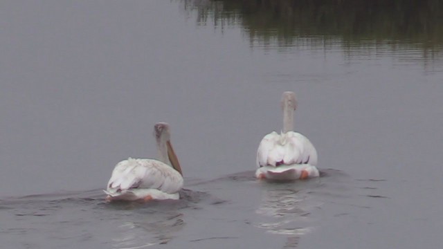 American White Pelican - ML363496011