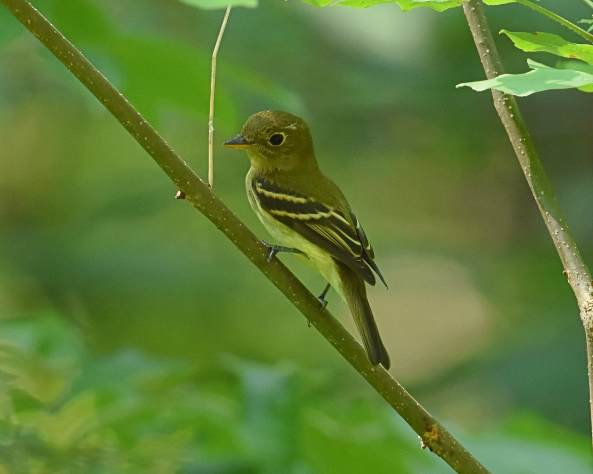 Yellow-bellied Flycatcher - ML363497021