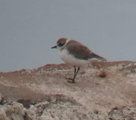 Kentish Plover - ML363497291