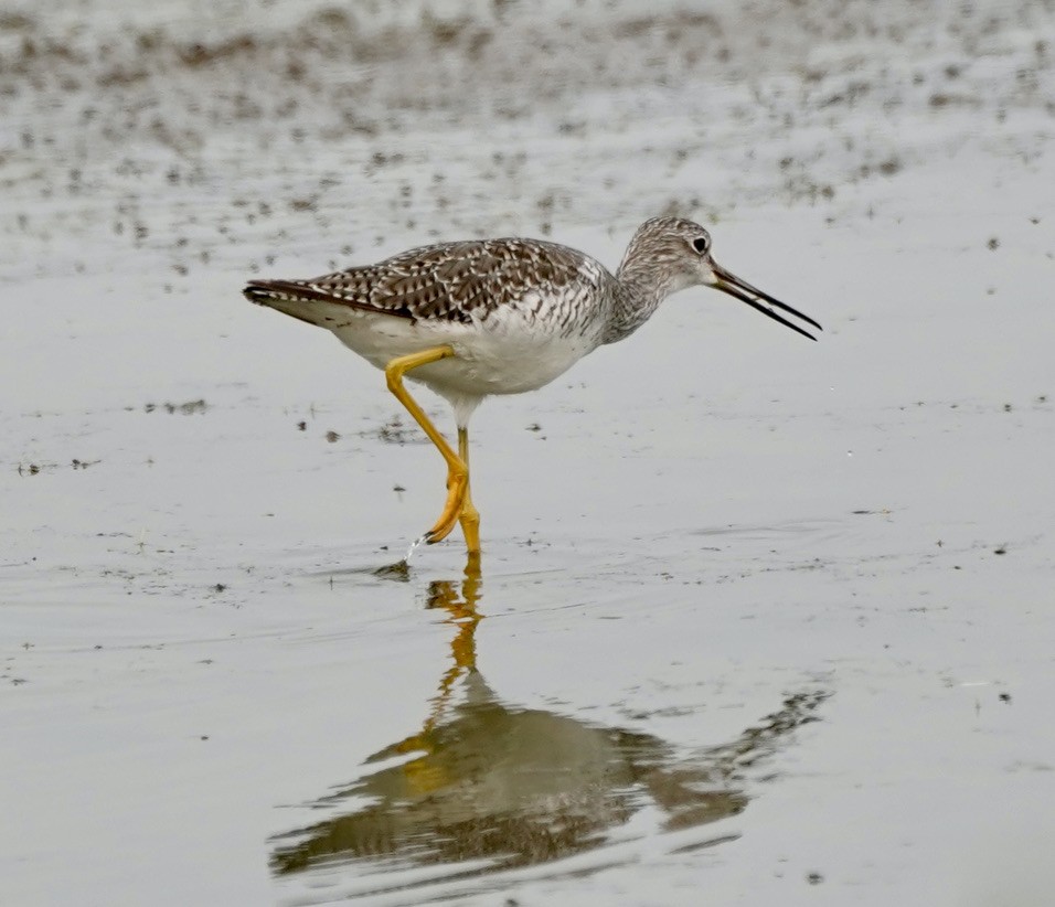 Greater Yellowlegs - ML363497371