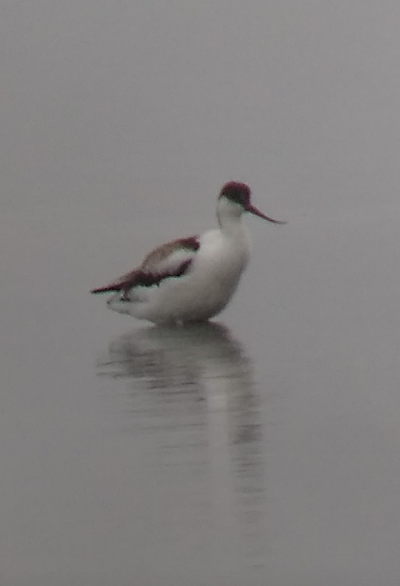 Pied Avocet - ML363497711