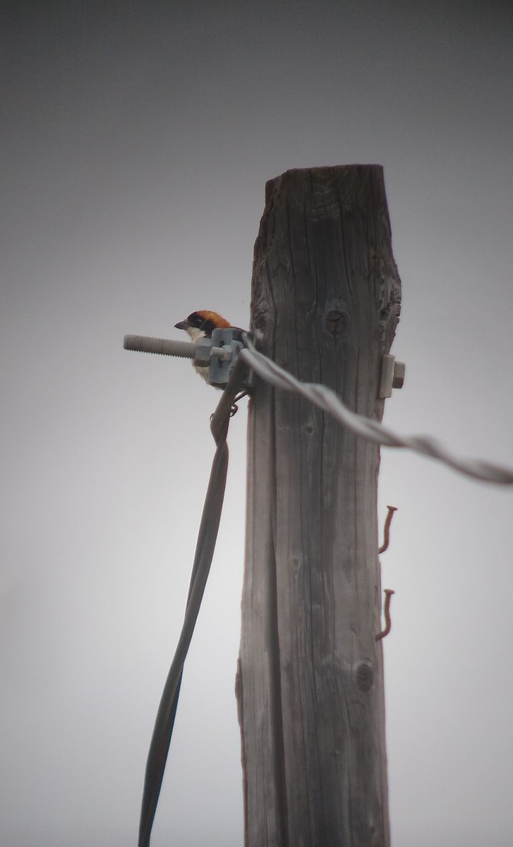 Woodchat Shrike - ML363498251