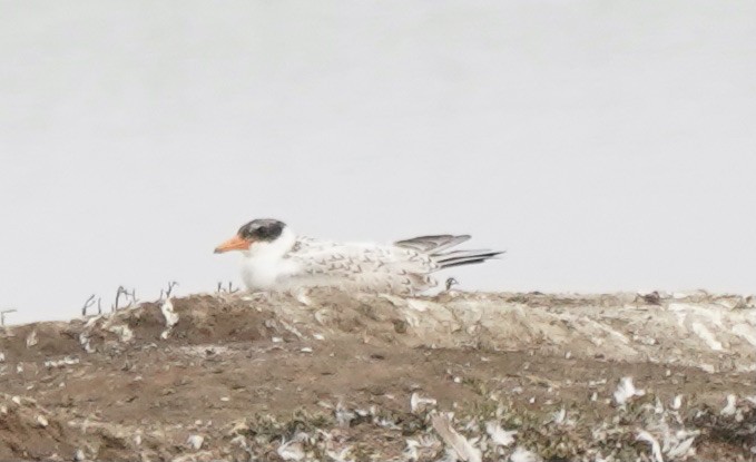 Caspian Tern - Ken Lillis