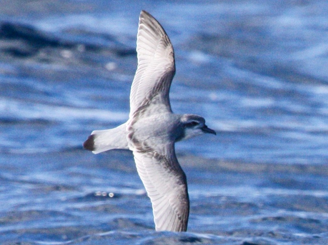 Salvin's Prion - Pachyptila salvini - Birds of the World