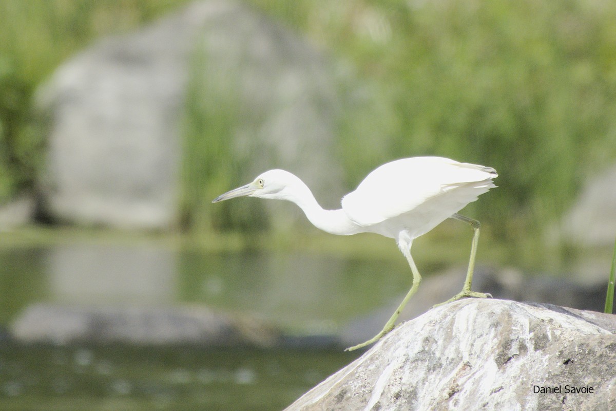 Little Blue Heron - ML363499991