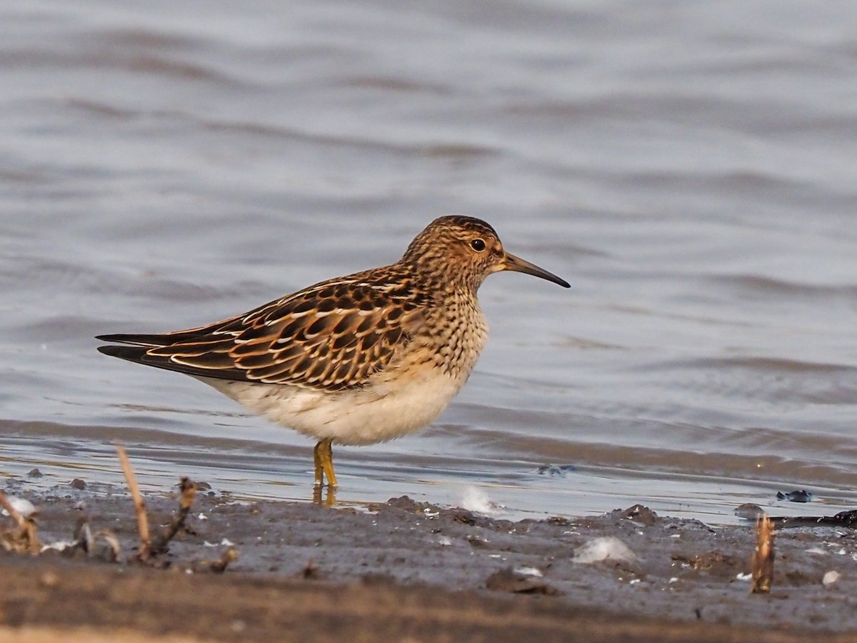 Pectoral Sandpiper - Scott Tuthill