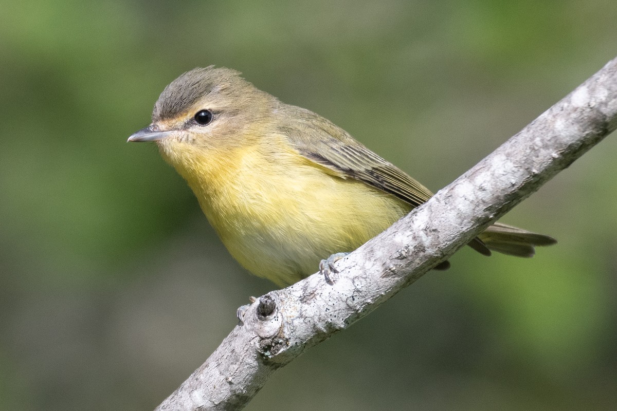 Vireo de Filadelfia - ML363501301