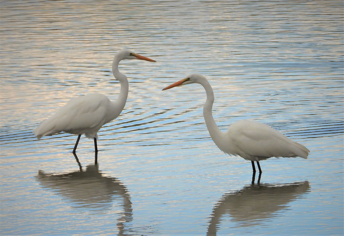 Цасч дэглий - ML363502621