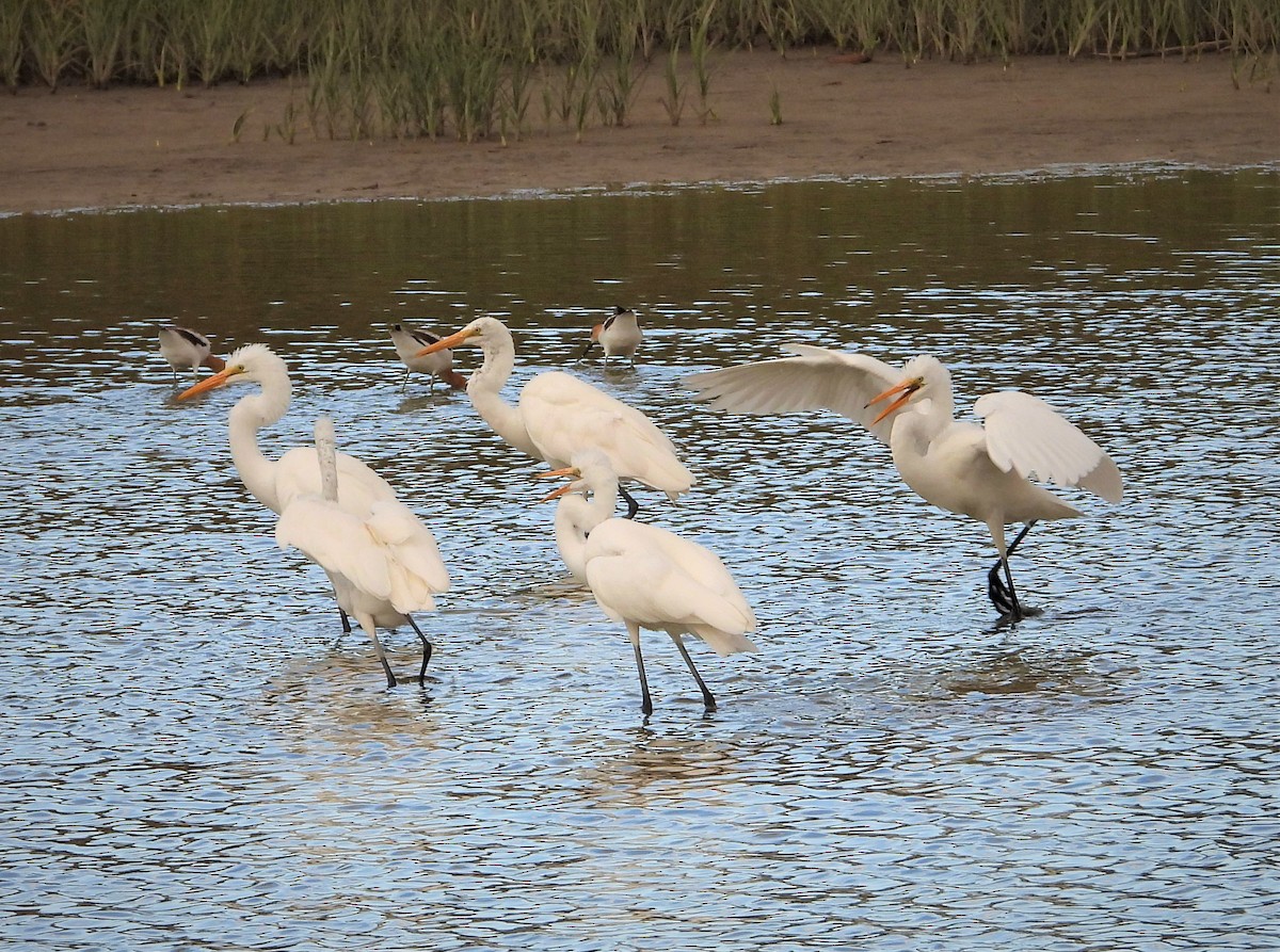 Цасч дэглий - ML363502641