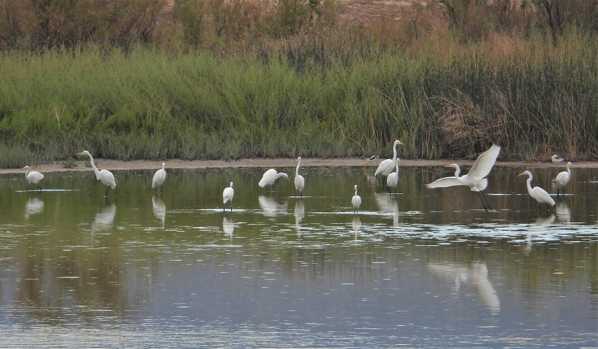 Цасч дэглий - ML363502651