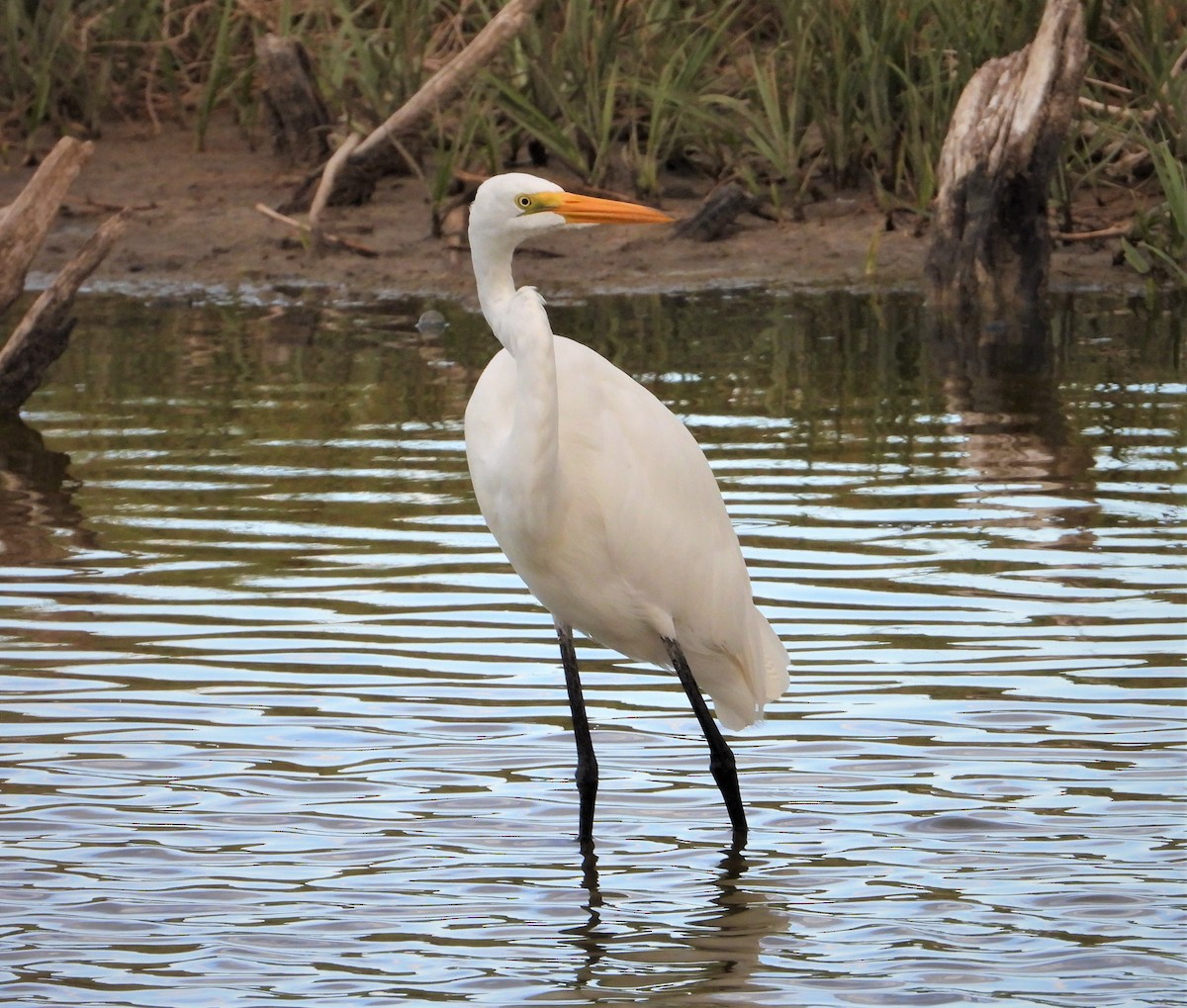 Цасч дэглий - ML363502661