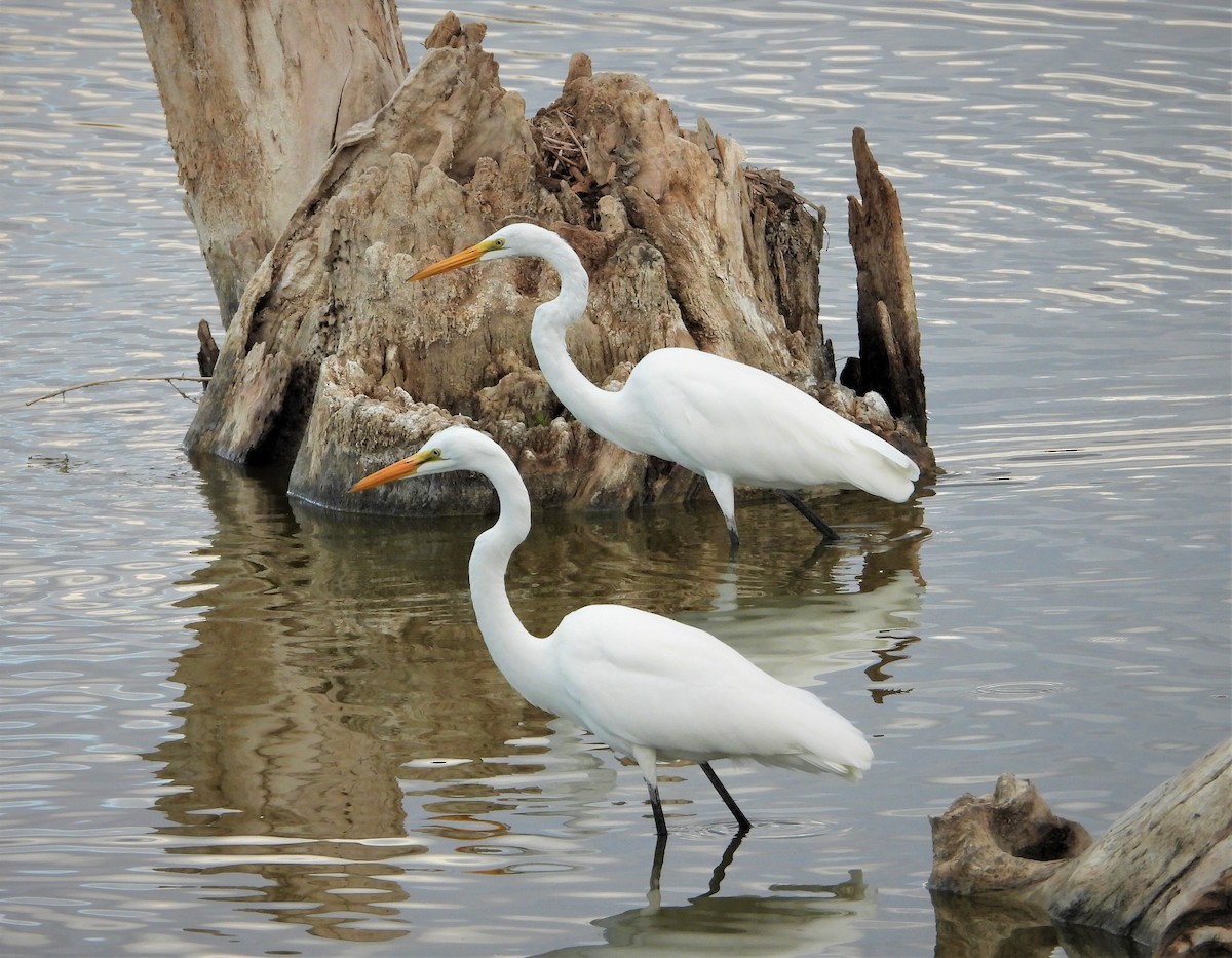 Цасч дэглий - ML363502671