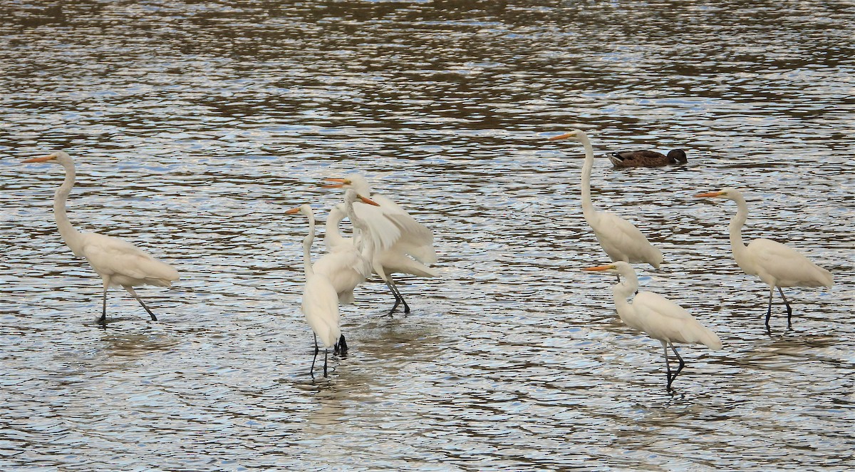 Цасч дэглий - ML363502681