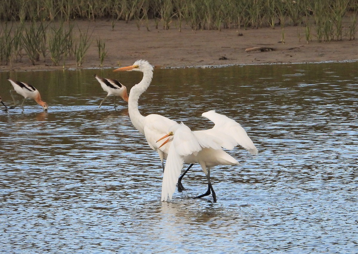 Цасч дэглий - ML363502691