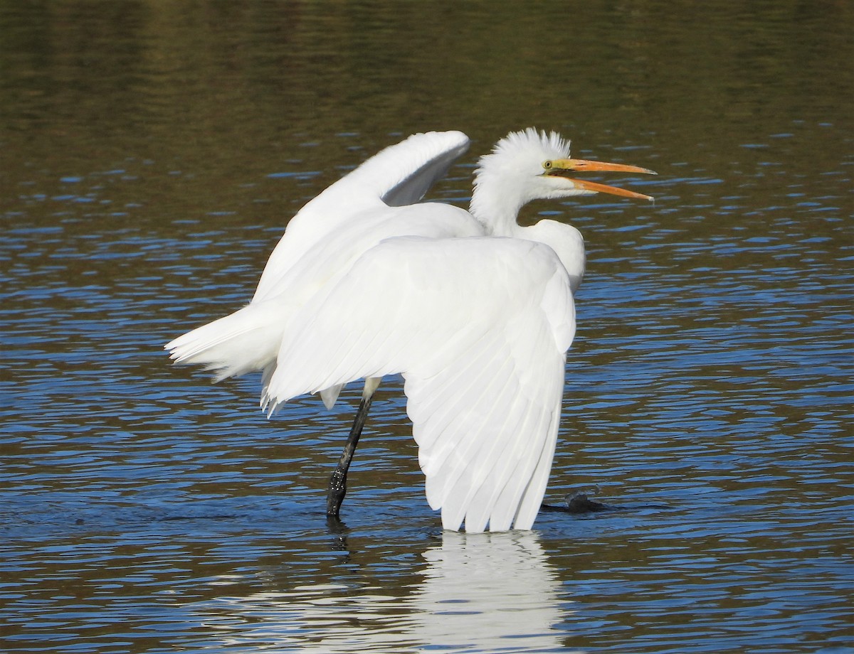 Цасч дэглий - ML363502701