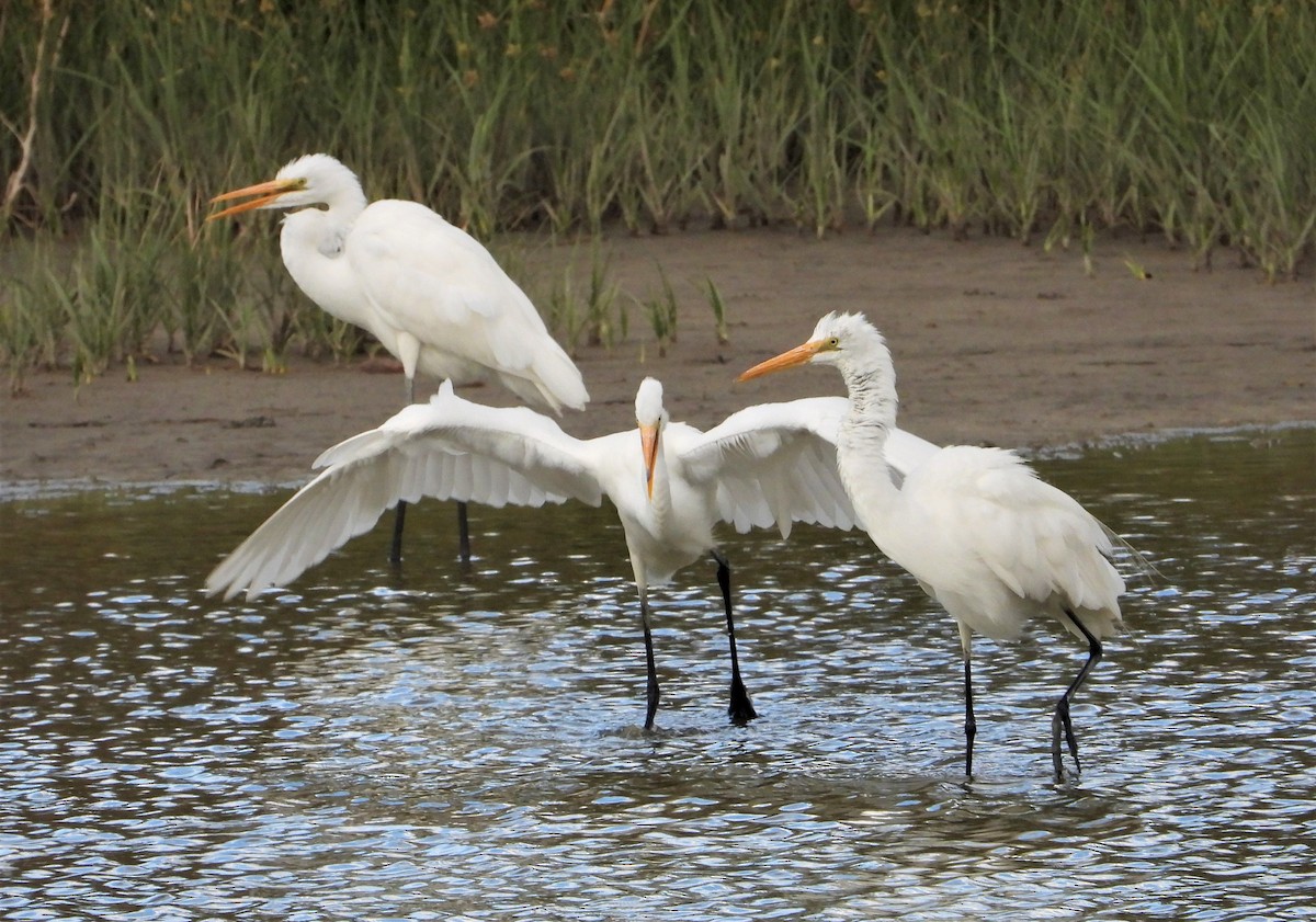 Цасч дэглий - ML363502721