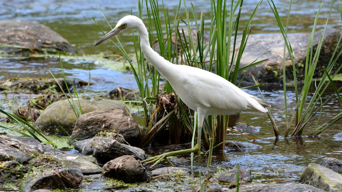 Little Blue Heron - ML363502731